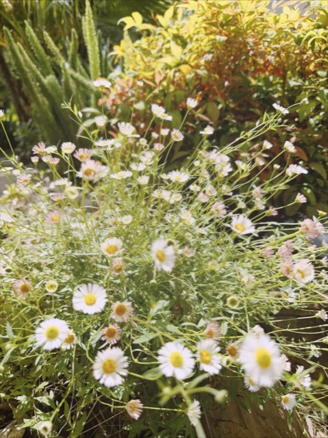 Daisies in sunlight
